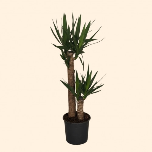 2Lİ Yucca Küçük 2Lİ Yucca Küçük