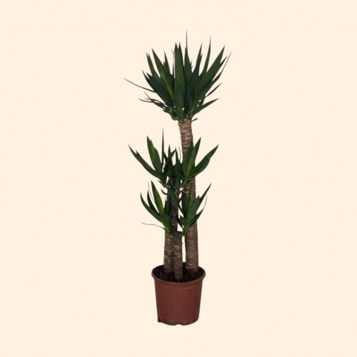 3lü Yucca Ağacı (ORTA)