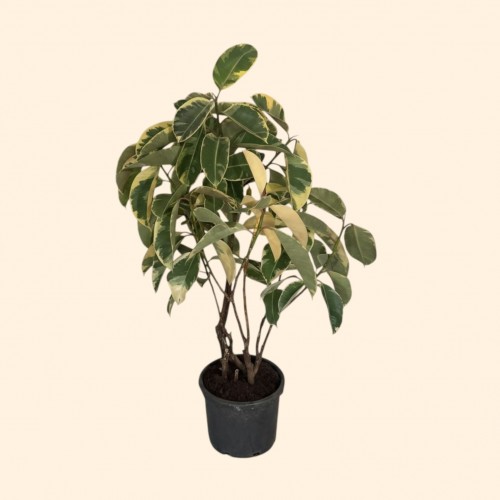 Ficus Tineke Kauçuk Ficus Tineke Kauçuk