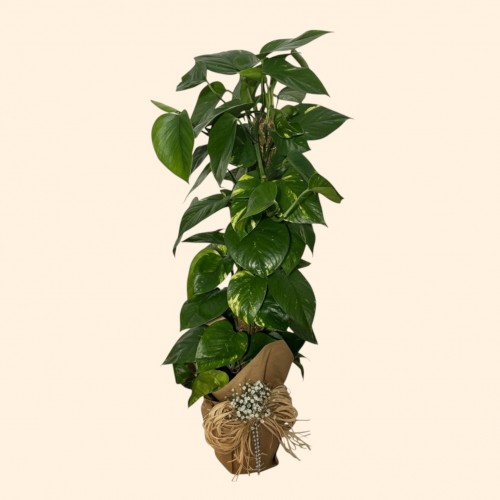 Epipremnum Salon Sarmaşığı Orta