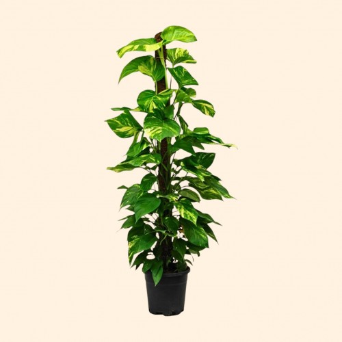 Epipremnum Salon Sarmaşığı Dev (Büyük)