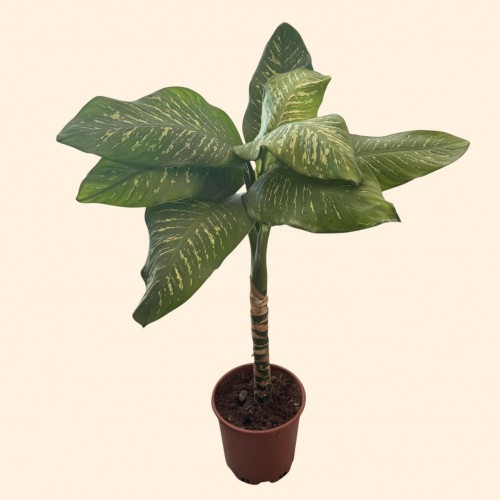Difenbahya Dev (XL)