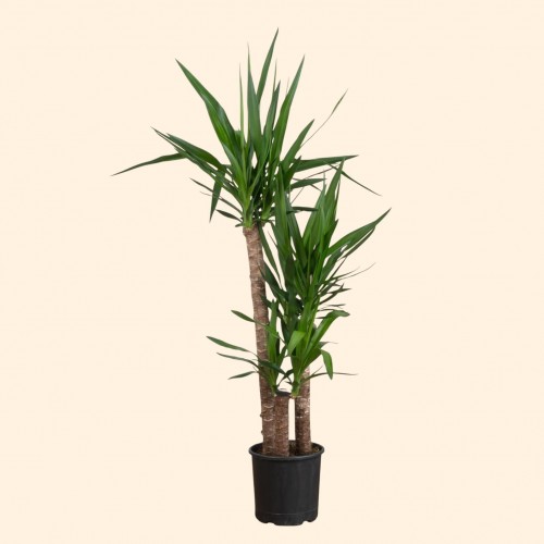 3lü Yucca Ağacı Büyük 190cm