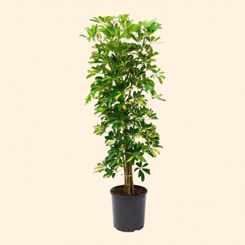 Schefflera (Şeflera) Bitkisi Schefflera (Şeflera) Bitkisi