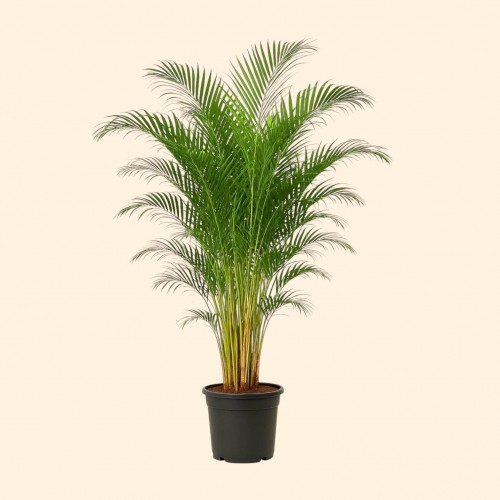 Areca
