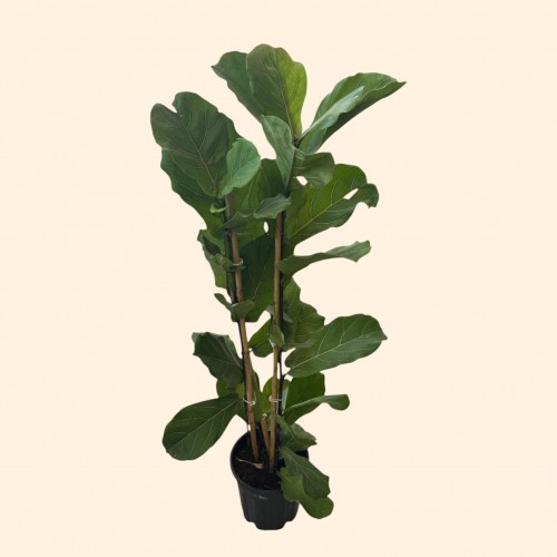 Keman Yapraklı Ficus Kauçuk Keman Yapraklı Ficus Kauçuk