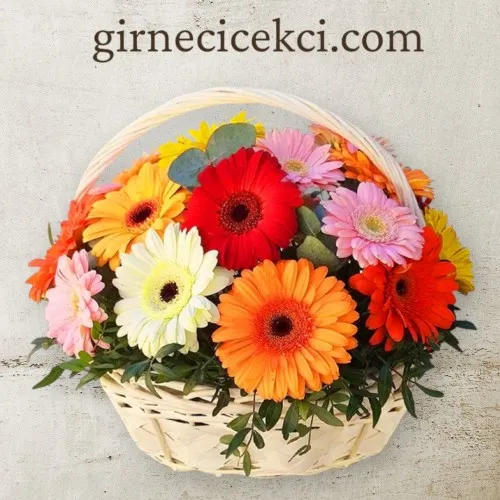 Renkli Gerbera Sepeti Renkli Gerbera Sepeti